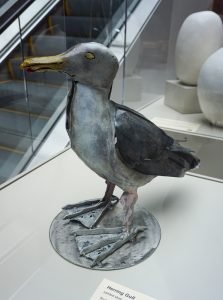 Herring Gull by Judd Nelson